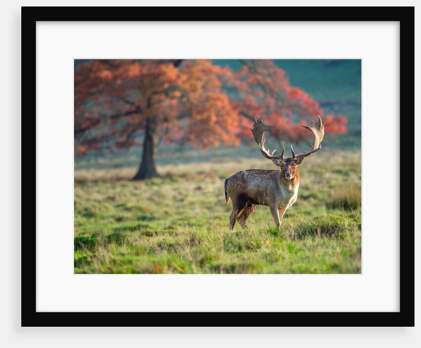 Stag in a field by Assaf Frank